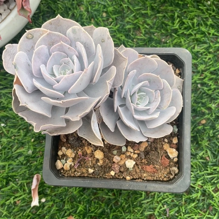 圣卡白玫瑰冠幅13 公分一物一拍