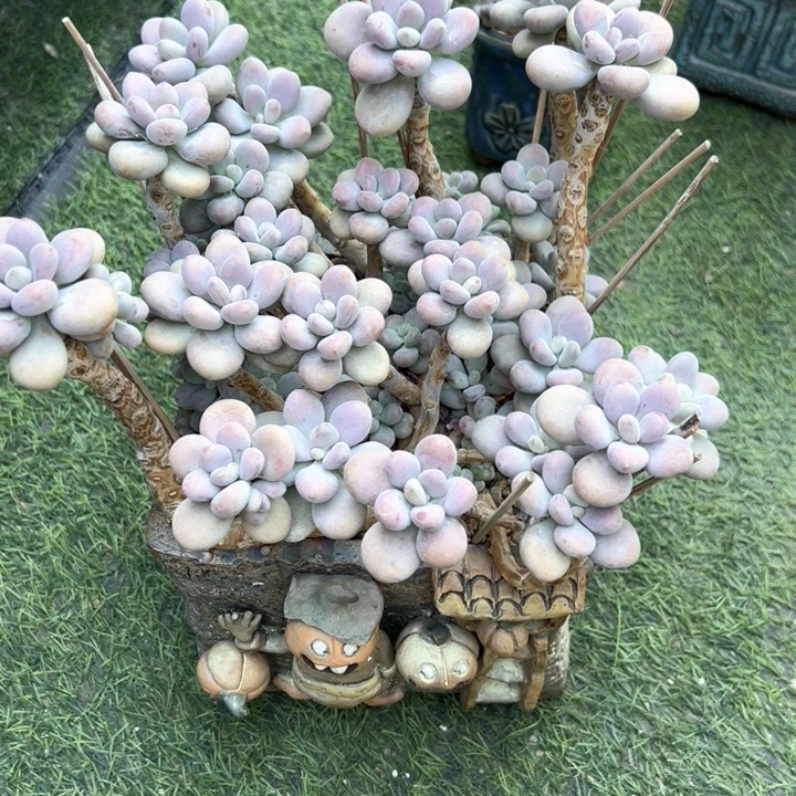 魔***灵特价多肉花盆百搭