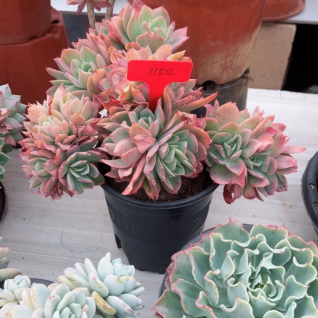 夕*红1152绮罗多肉植物