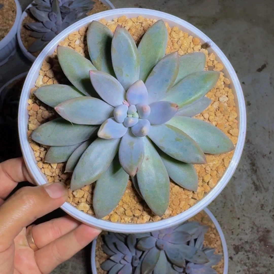 彩体 哥特 单头  一物一拍