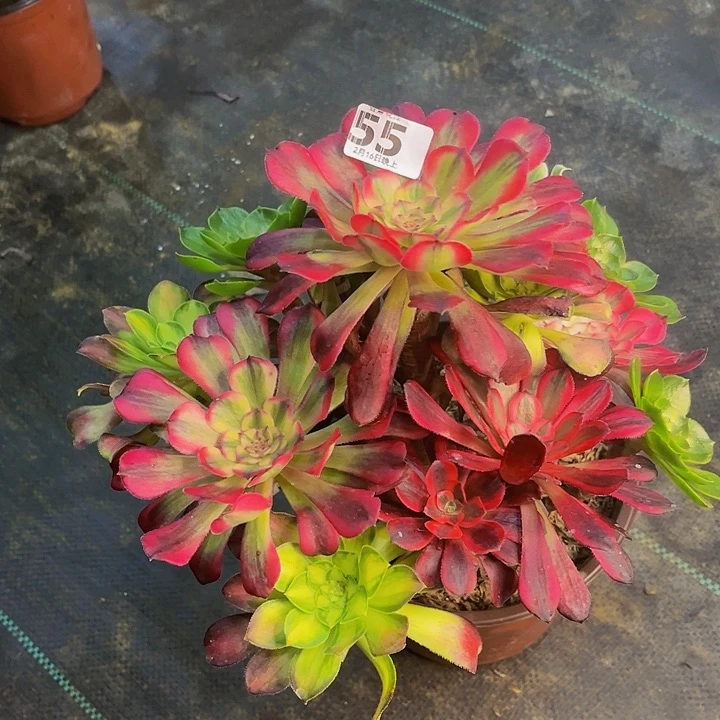 嫁接法师的方法555555