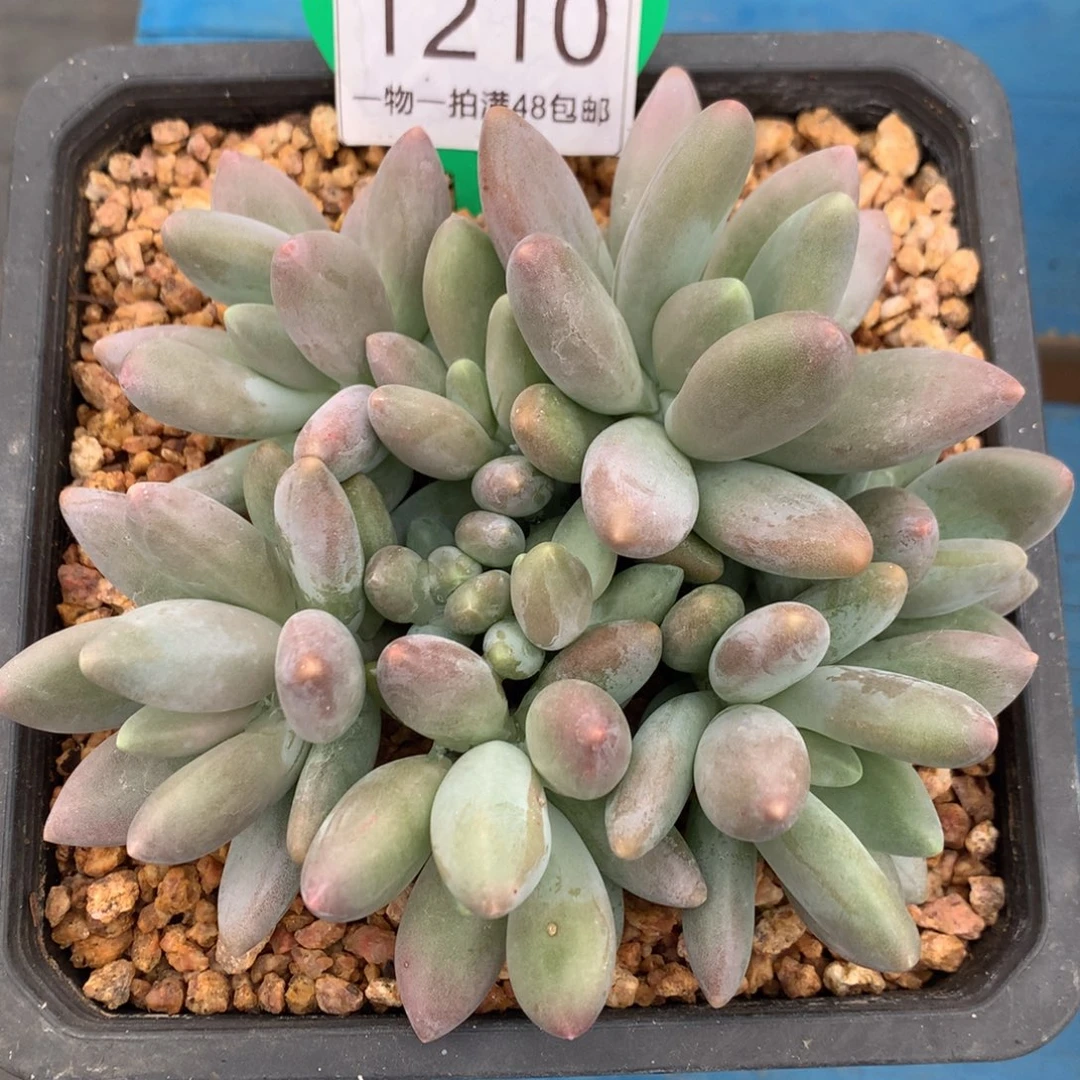 白兰地无砍平头1210