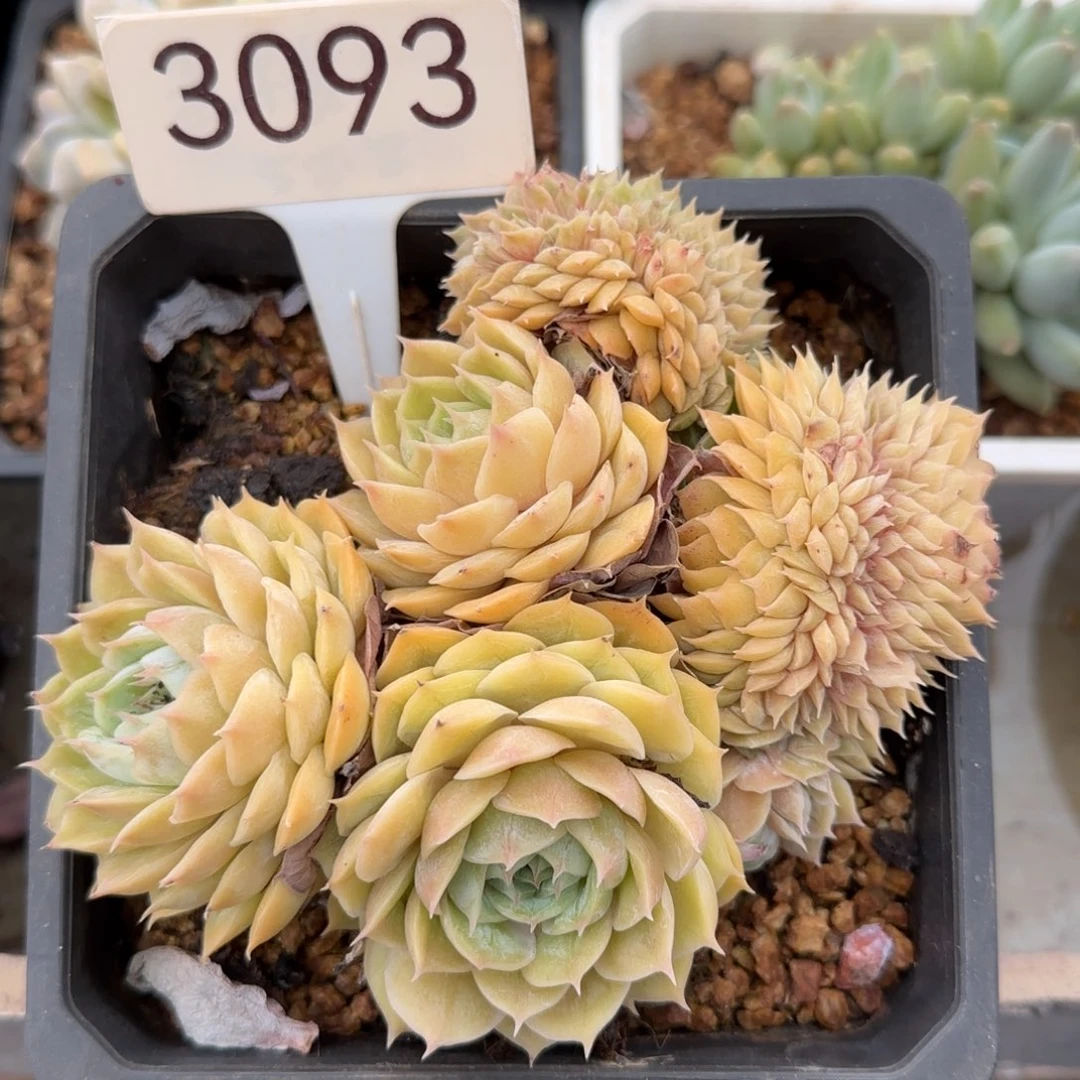 3093。       昂斯诺缀