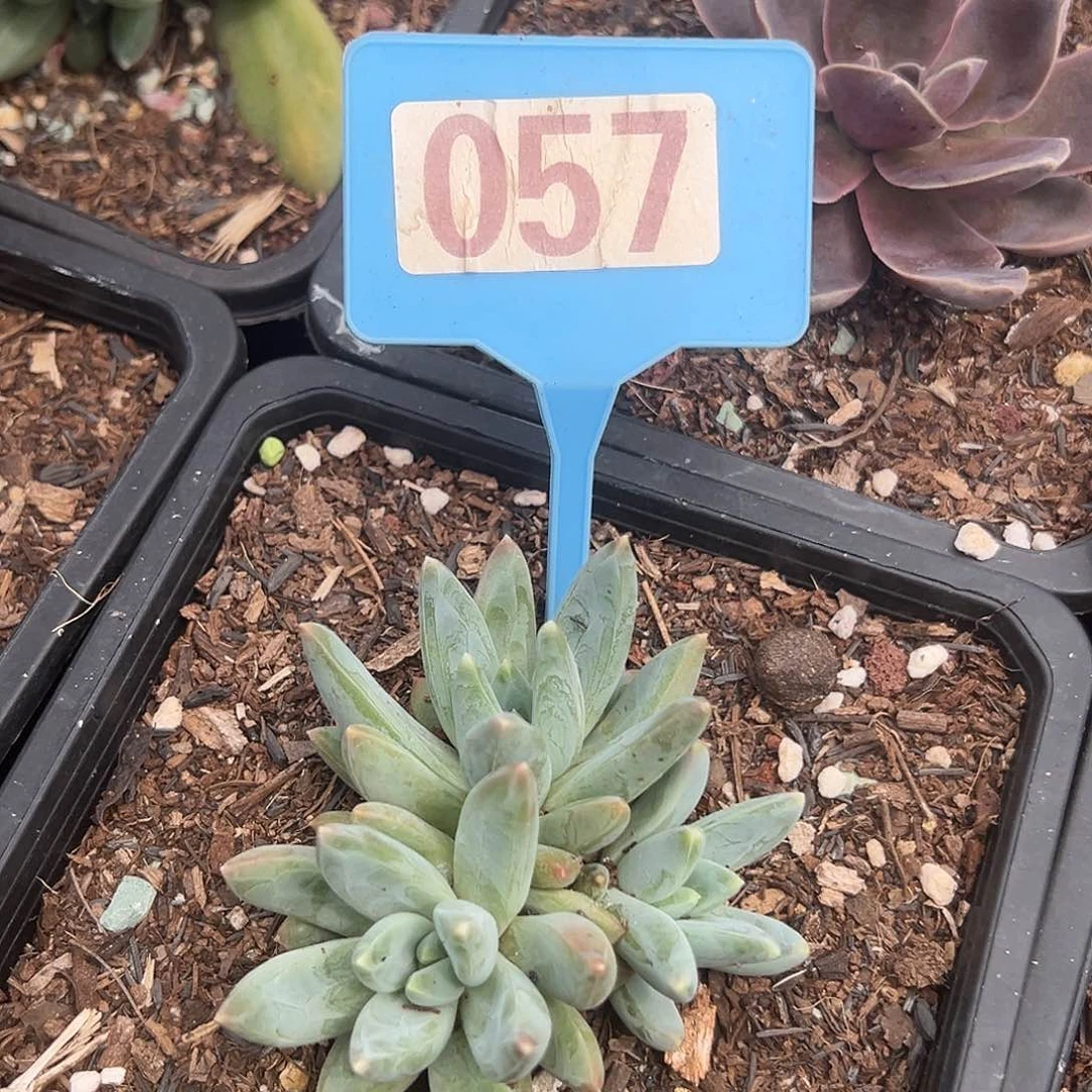 琉璃多肉植物057