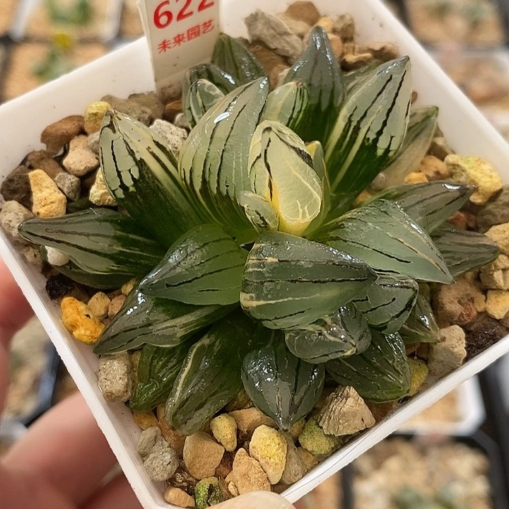 622西瓜寿锦一物一拍即合