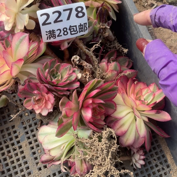 知****）2278倾城母本二号棚E