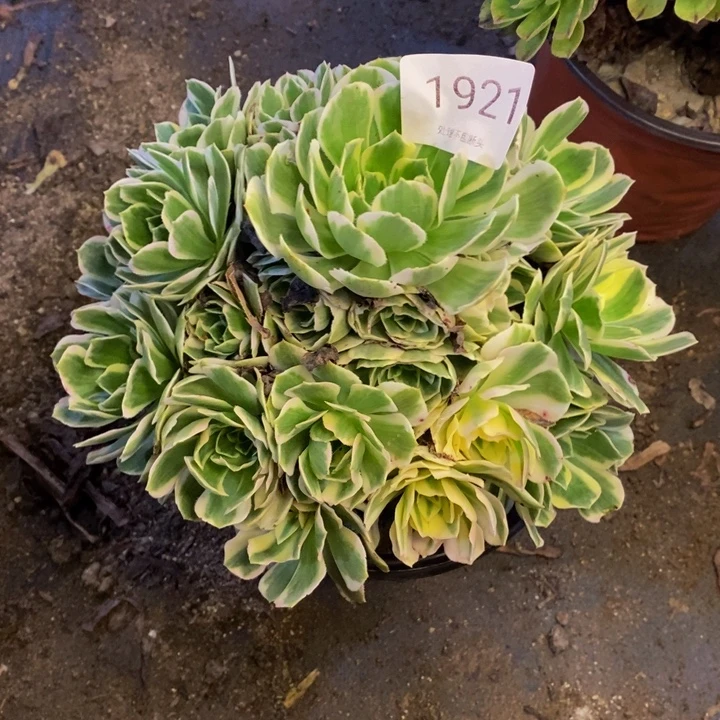 迈巴赫多肉断头不包1921