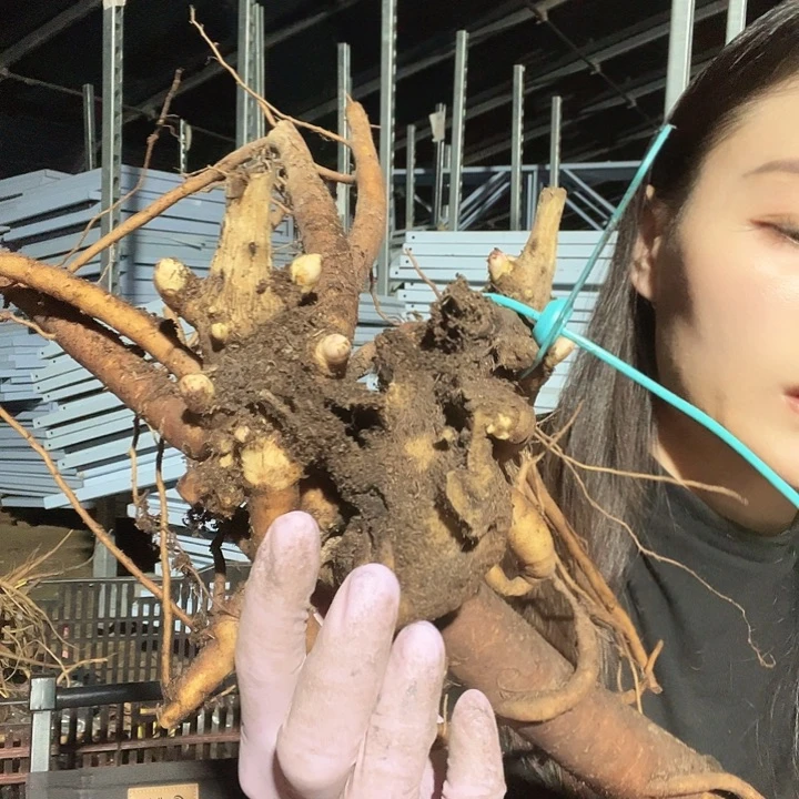 当前无花栽培后可以开花枕边语2年