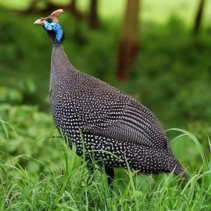 宠物珍珠鸡 观赏鸡2斤左右温顺好养 爱吃草