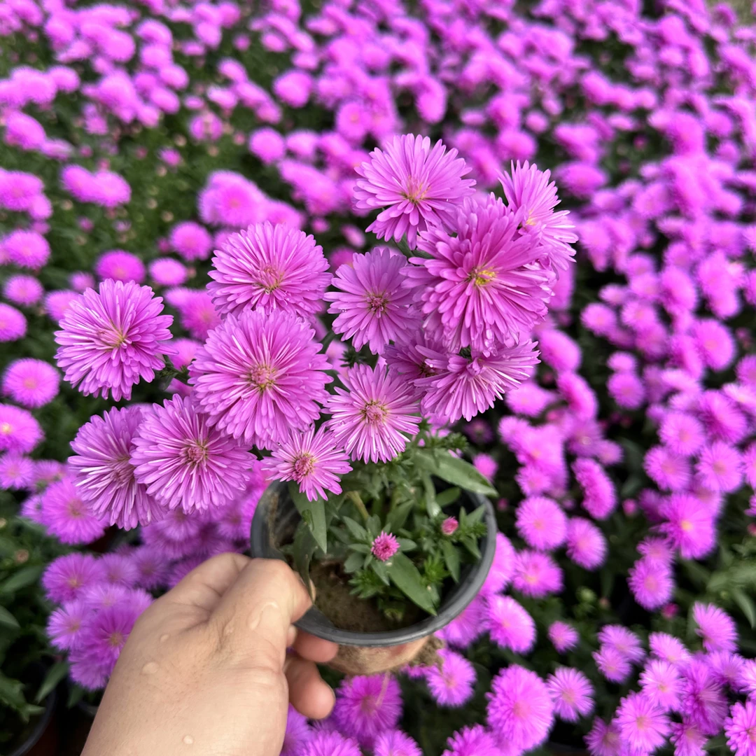 丹麦翠菊多年生耐寒耐旱盆栽地栽花镜阳台庭院宿根花卉绿植花园