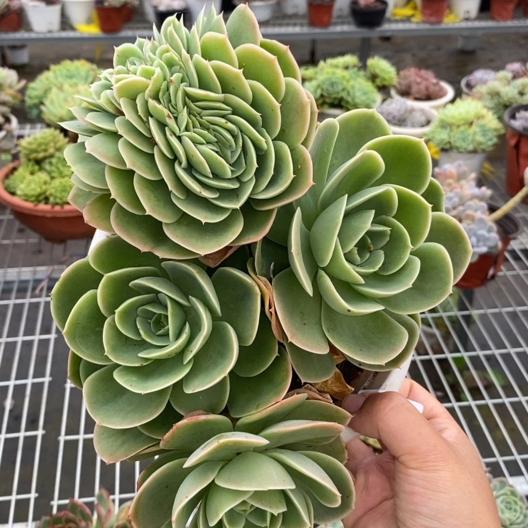 2594星纳塔缀化一物一拍