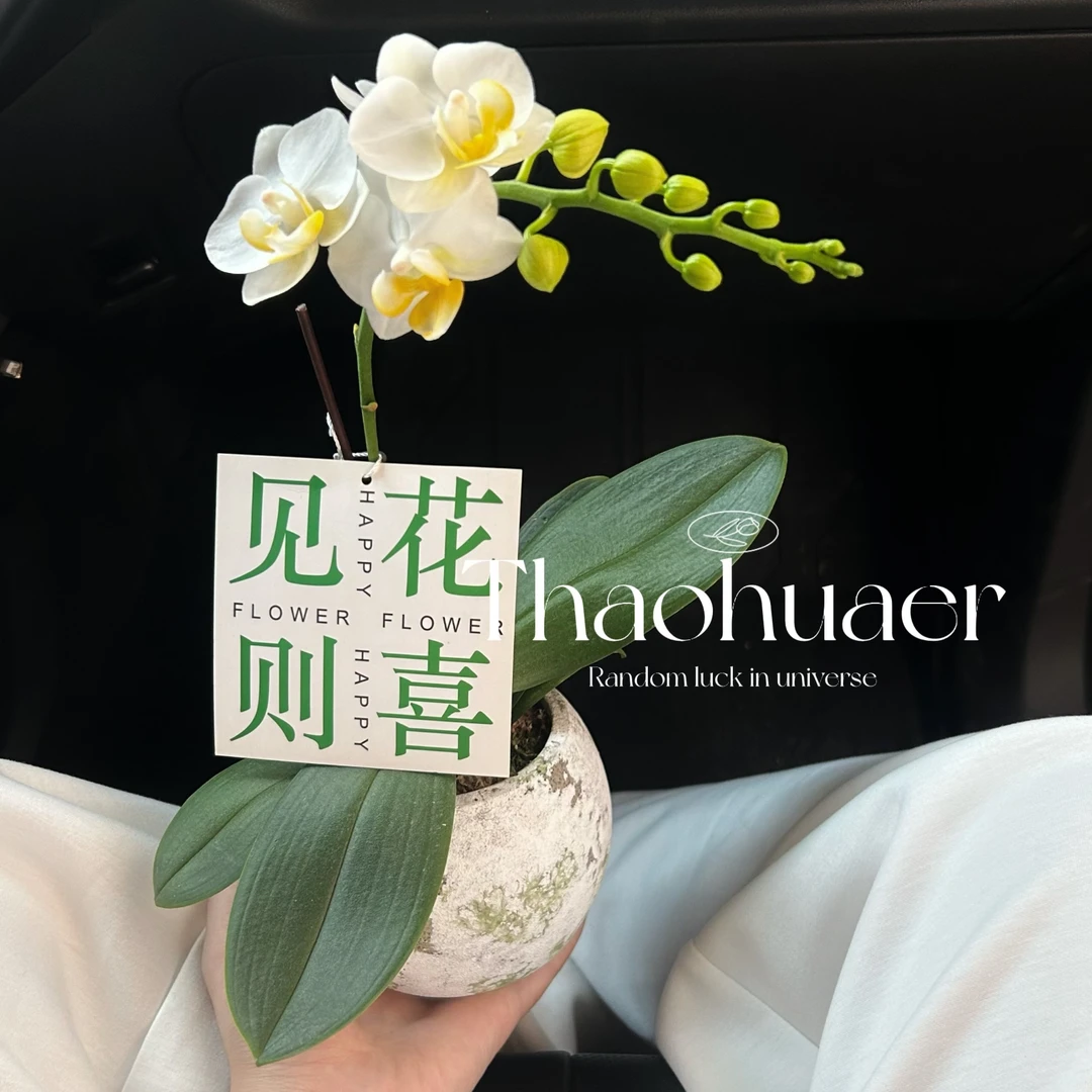 水仙蝴蝶兰淘花鹅花期长室内好养送礼办公室盆栽桌面盆栽耐活