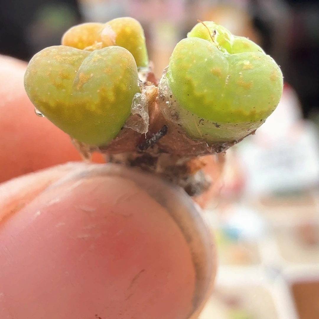 2.25.57/新头k勋/尺寸小