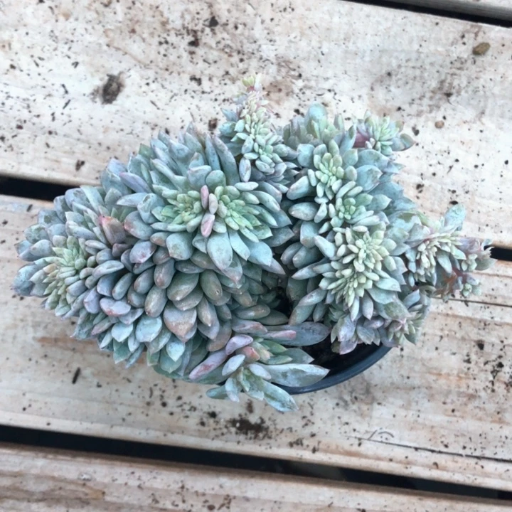 星影高板子缀化490