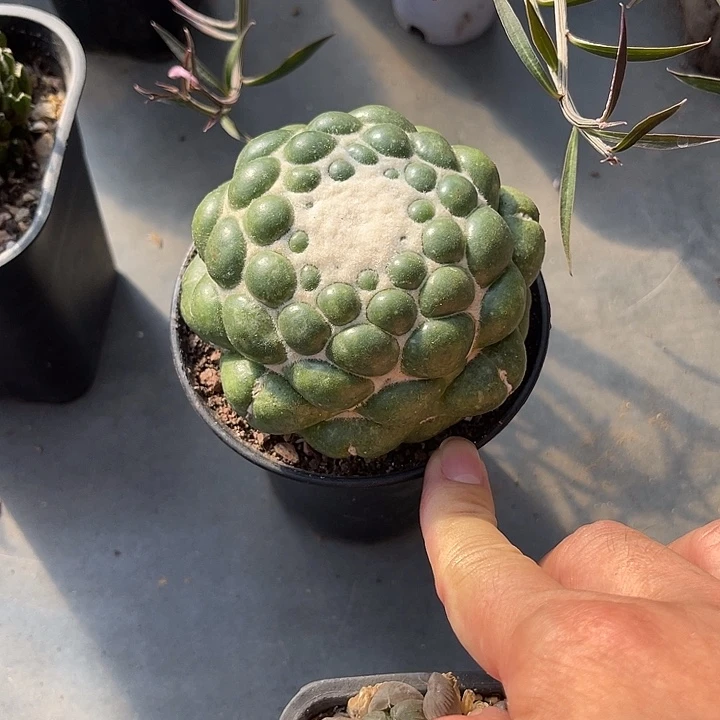 无花朵无刺象牙蜘蛛眼