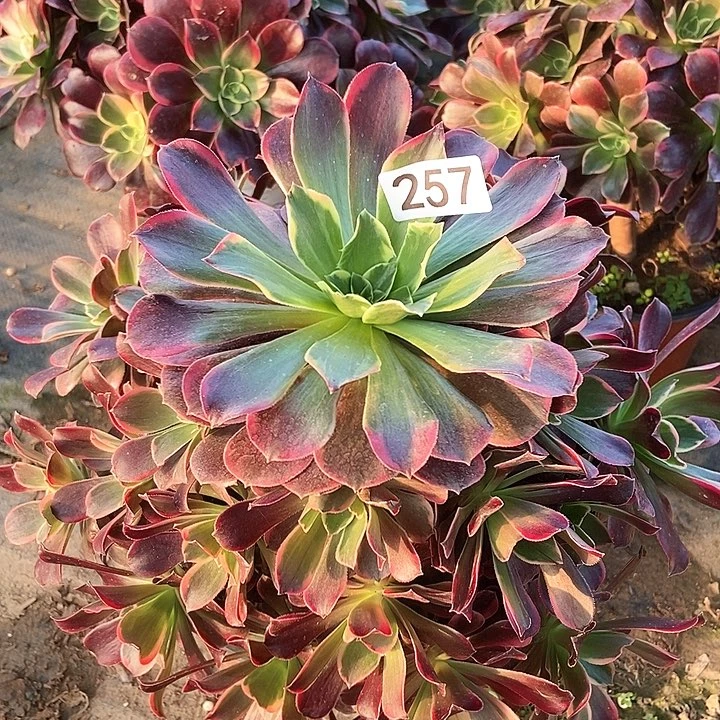 金丝雀257多肉不包断