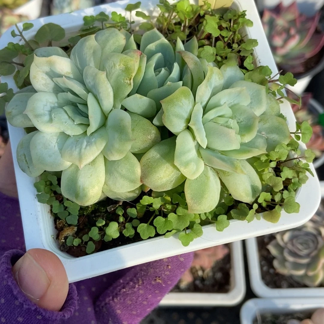 3007泡泡纱多肉植物