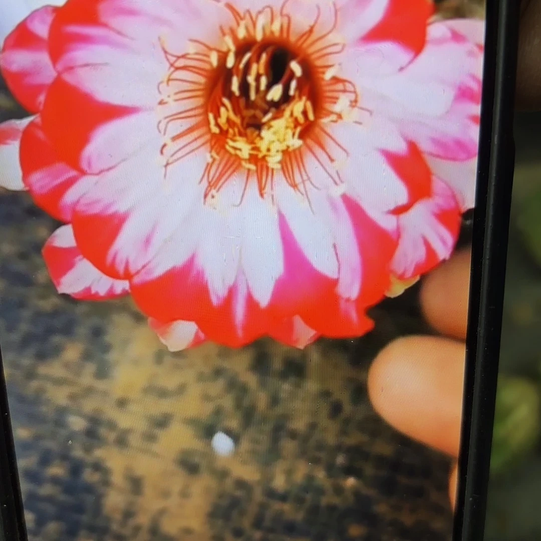 炫彩丽花侧牙20包邮仙人球6