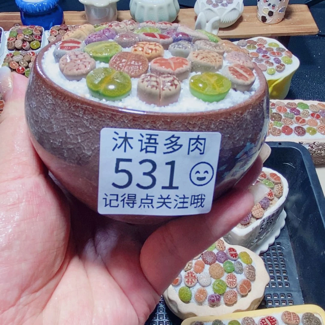 B***k所见即所得 一物一拍531