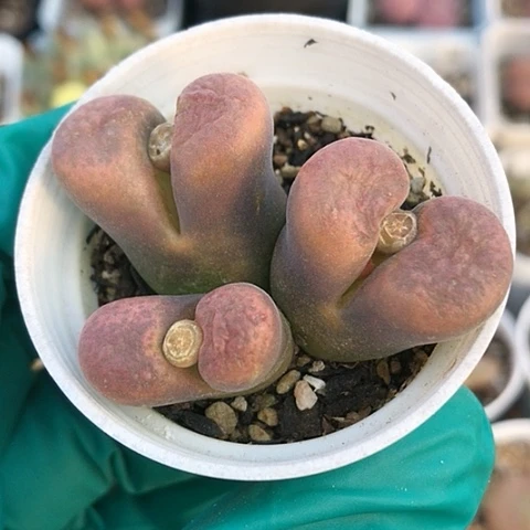 多肉肉锥 粉蛋糕风铃