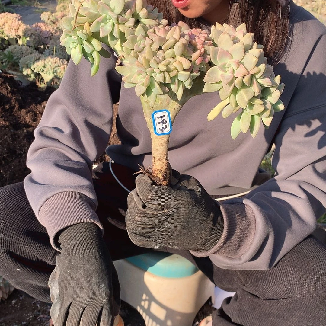 193 淡雪缀 一物一拍