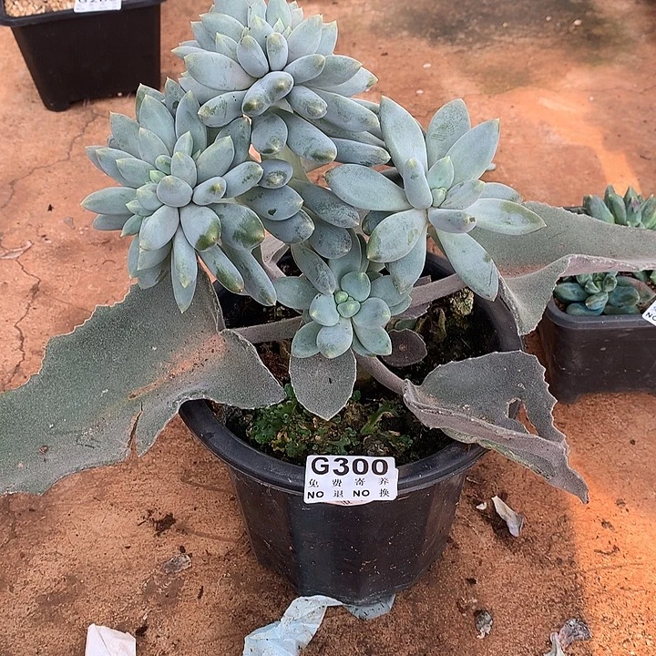 胖体哥特缀化 9.10号左右发