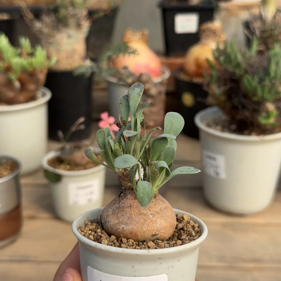 213开普敦不带盆发货