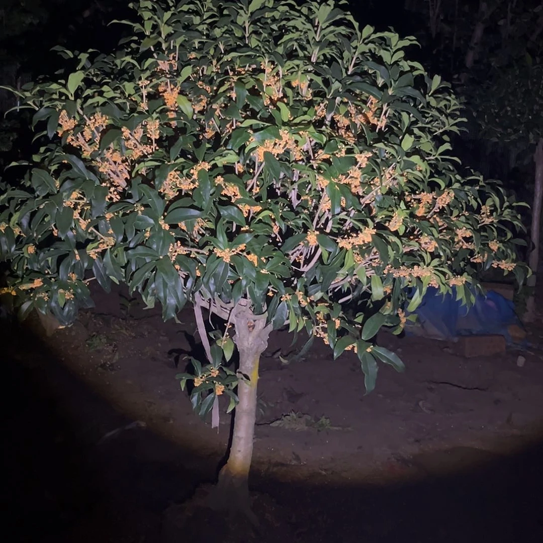 当前无花栽培后可以开花西****二