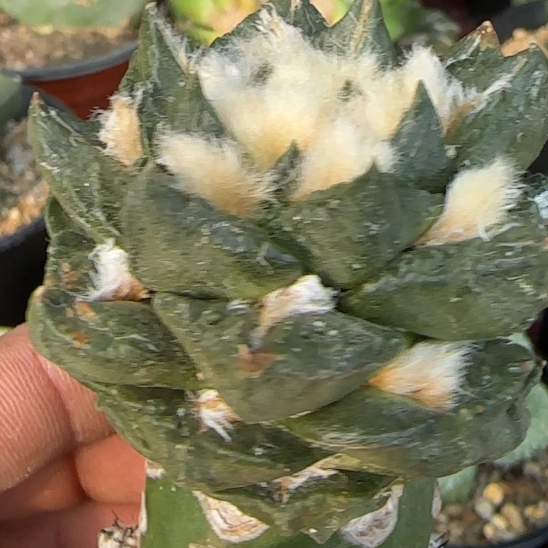 无花朵特色鹰嘴勾487