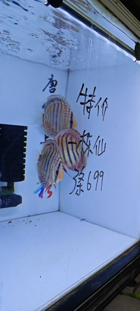 七彩神仙鱼一栋仙，10左右肉身