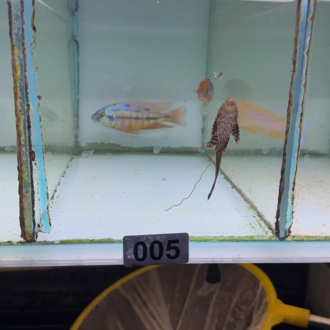 小***生慈鲷鱼70号小宏基7-8