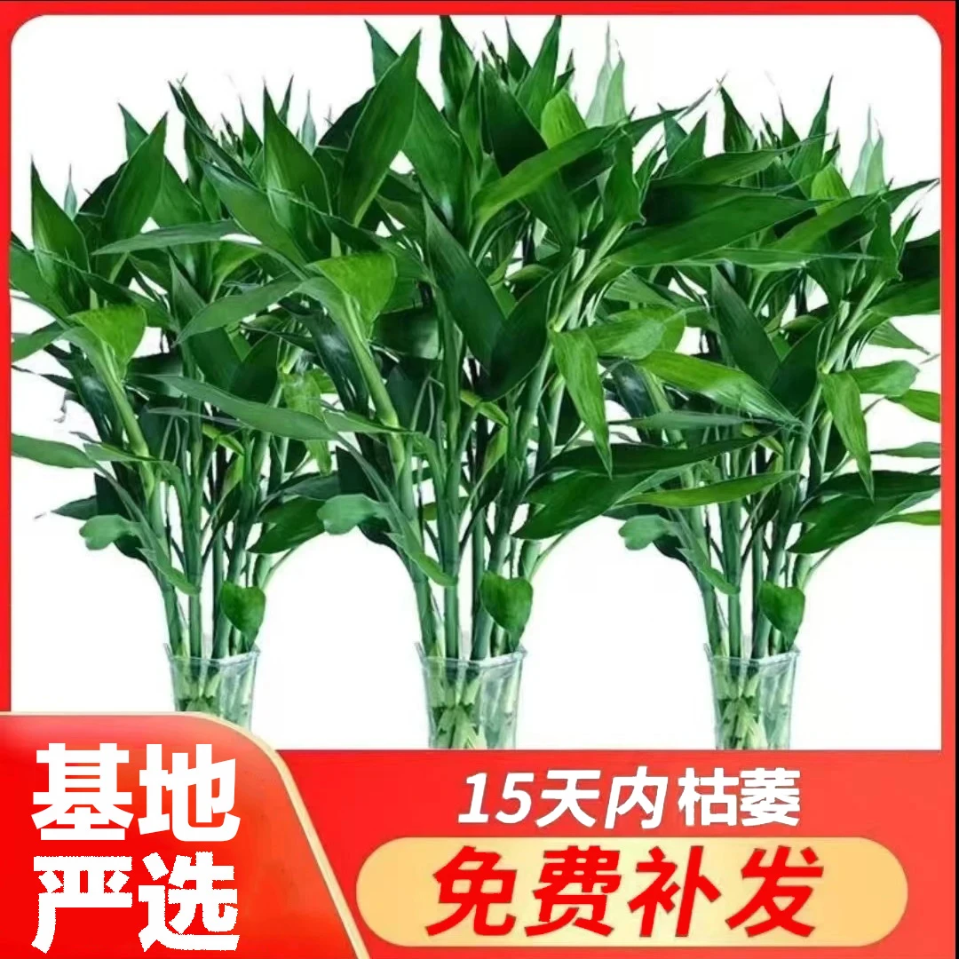 （基地严选）富贵竹70-80厘米大叶室内办公室净化空气绿植花卉