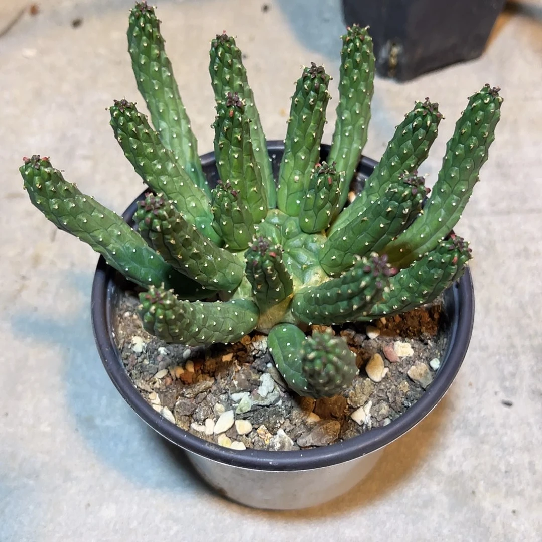 实生九头龙块根一物一拍