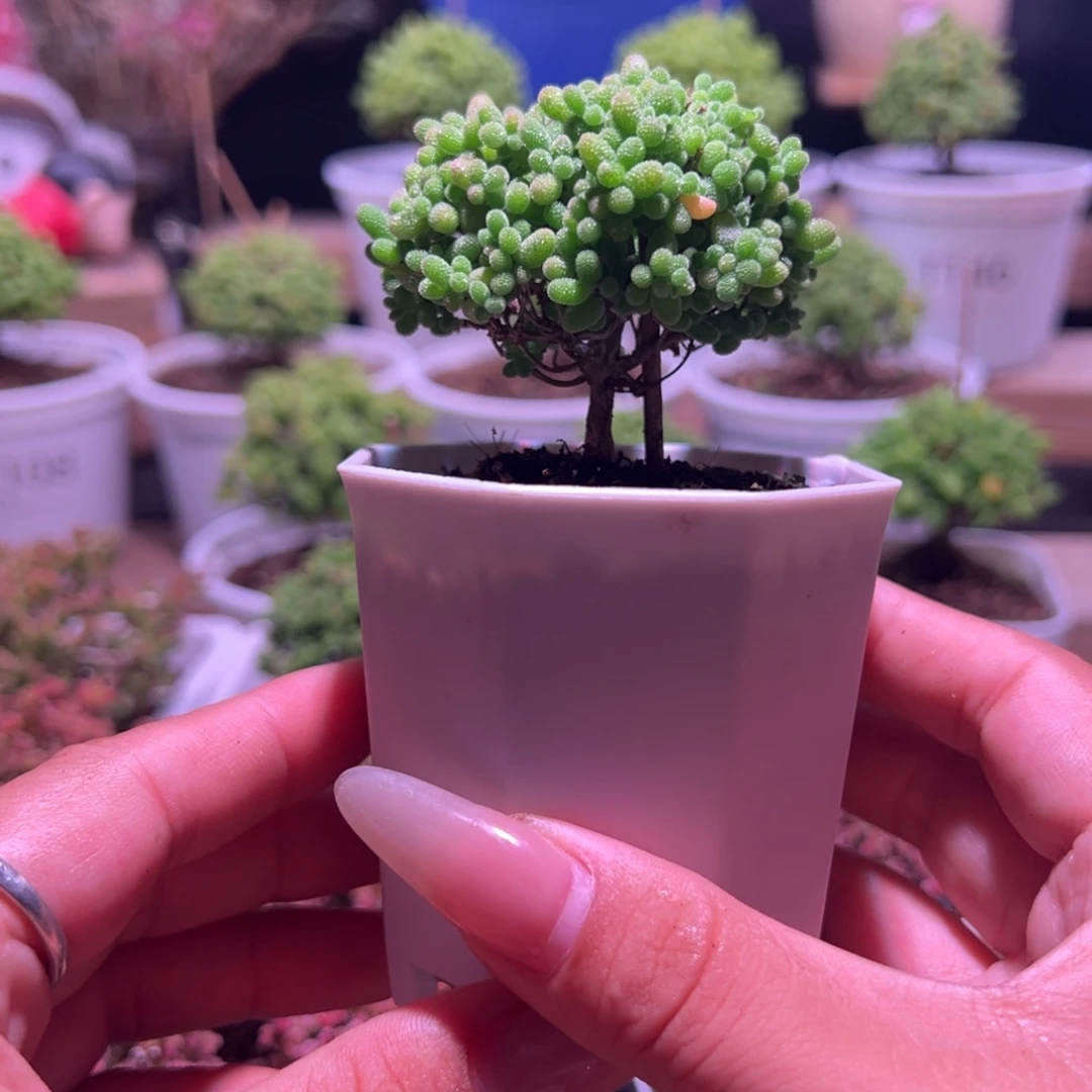 蜜橘带盆土发货一物一拍