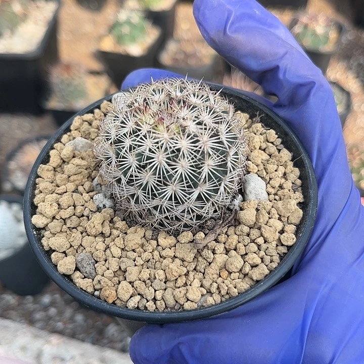 无花朵阿*哒1111111111111