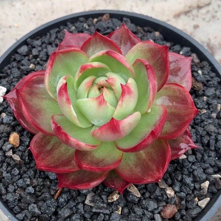 开播福利惊鸿仙子