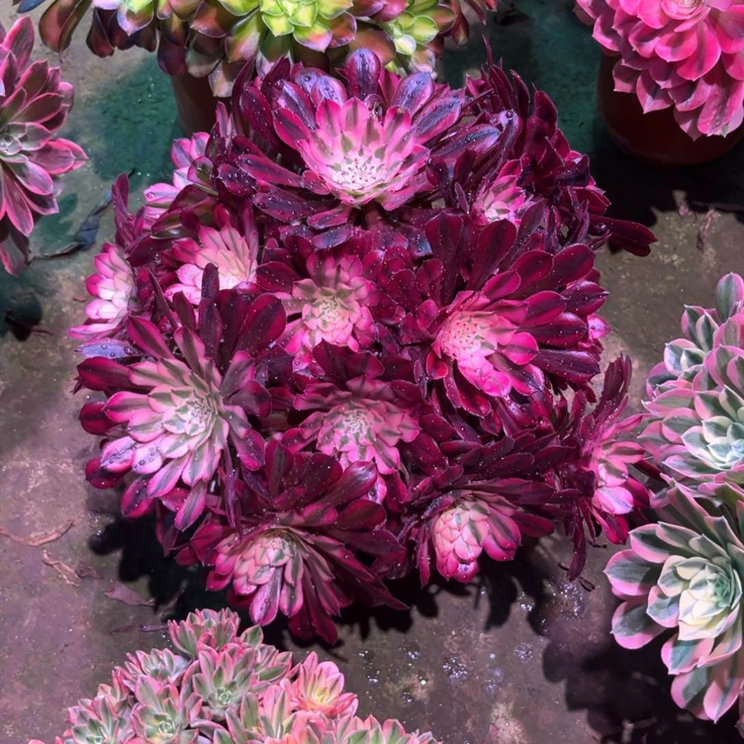 多肉植物红铜白679