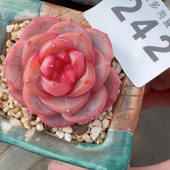 珍妮         精控精养多肉植物