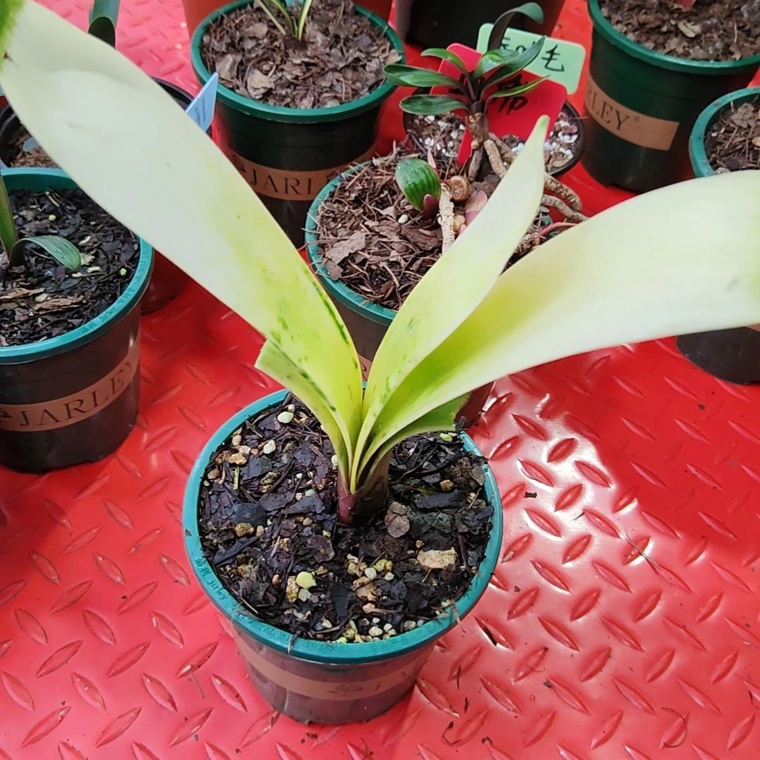 君子兰四季开花稀释甲醛