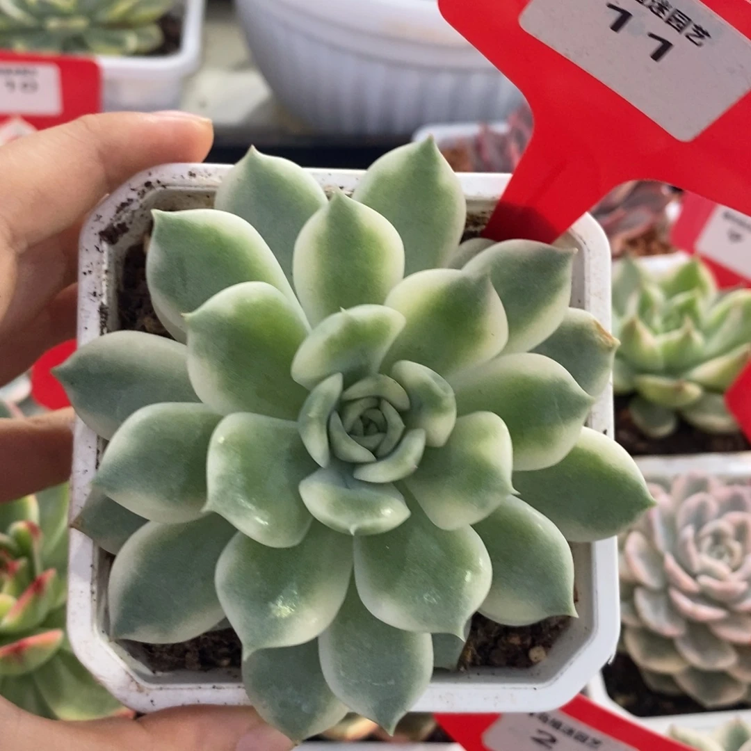 11号艾丽卡锦多肉植物