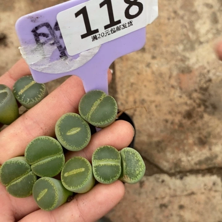 初***琪生石花等植物的生长118