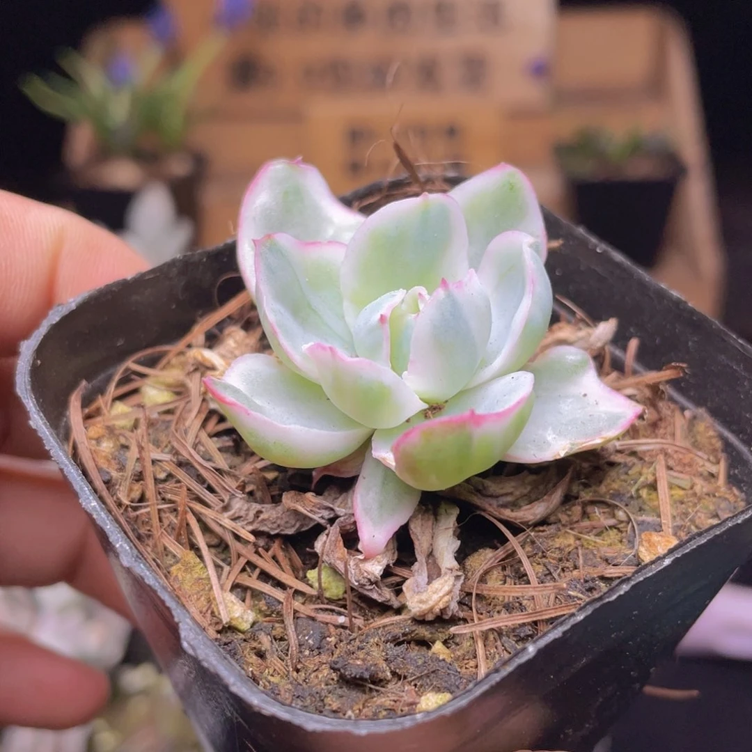 伯克利锦多肉9.9包邮发货