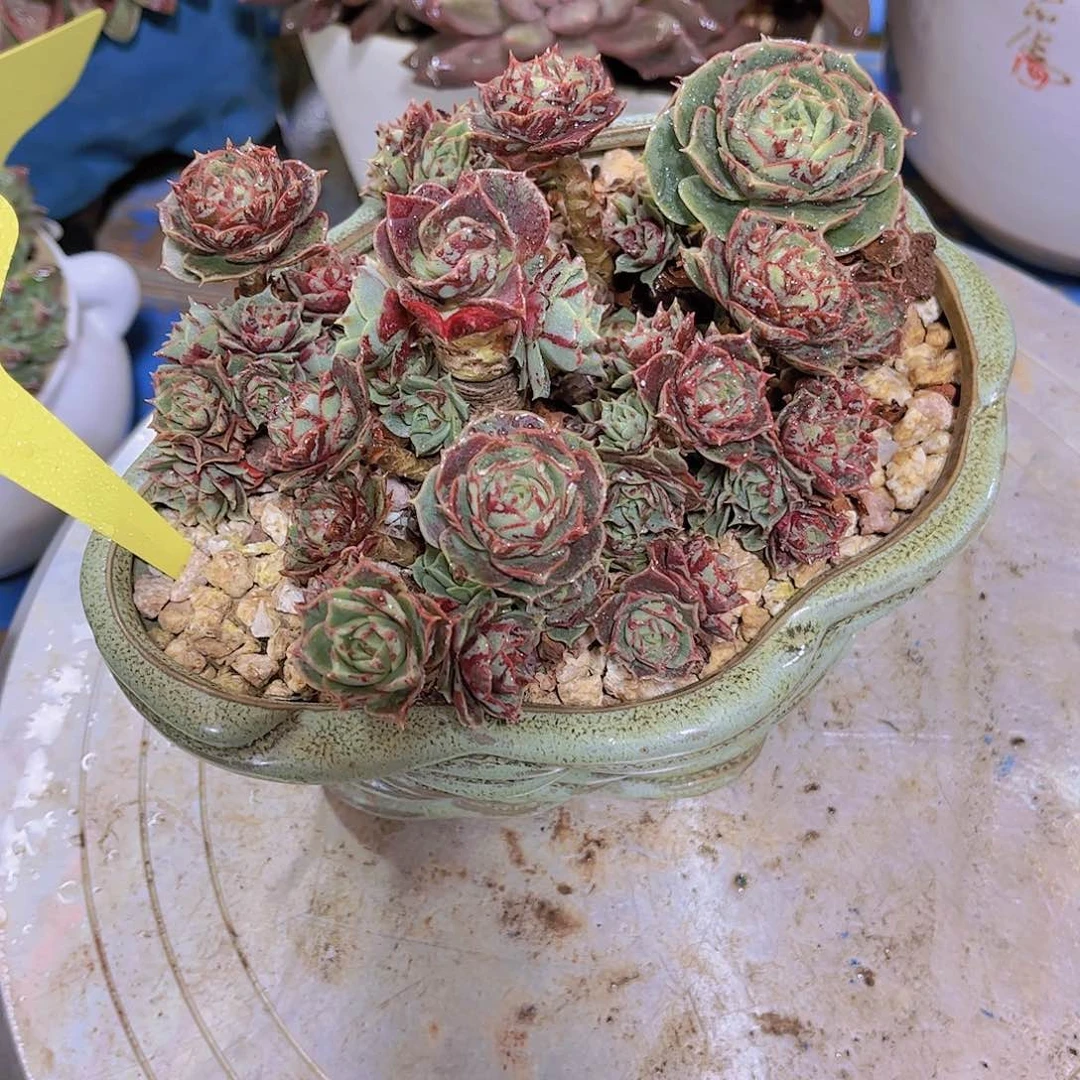 红陶傲**梅多肉植物保护