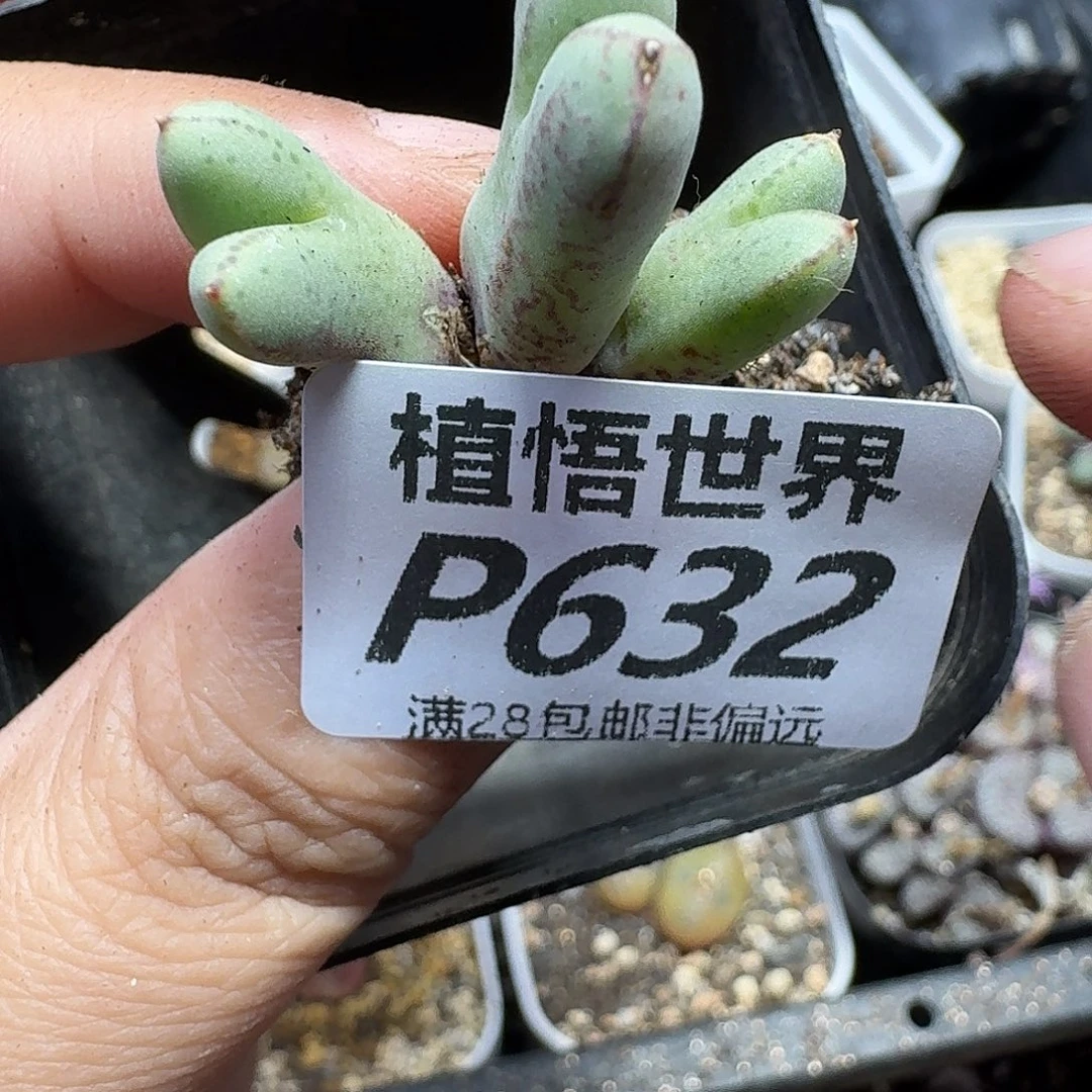 多肉植物的是风gn