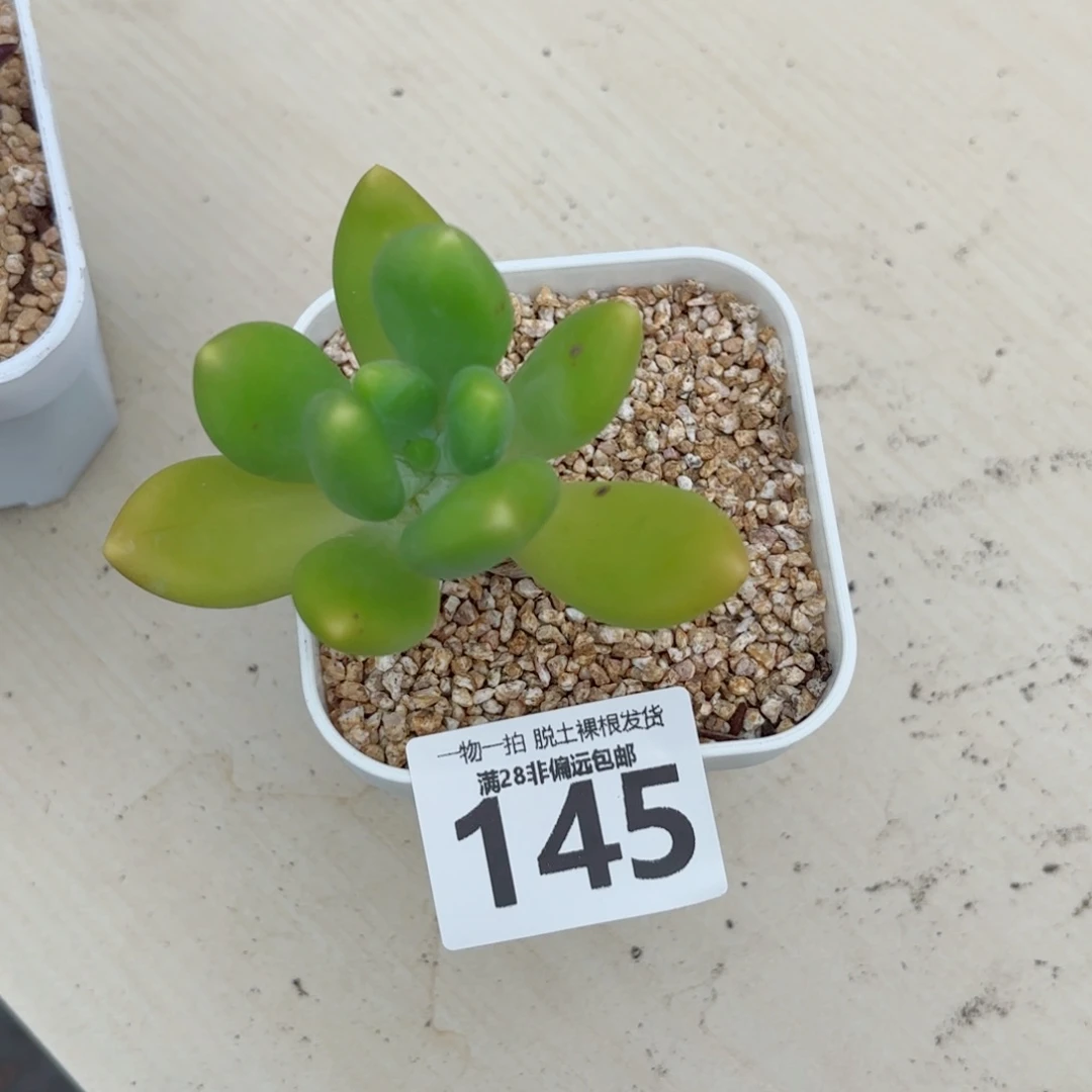 金蟾单头多肉多肉多肉