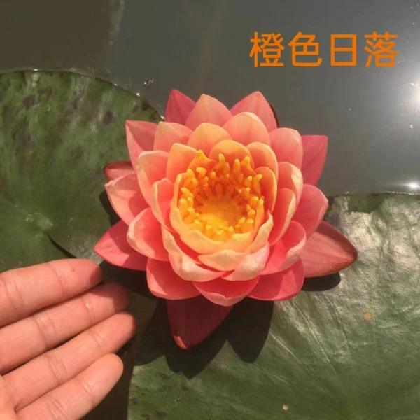 【橙色日落】睡莲花苗盆栽水养水培好养易活根块植物养护正版睡莲