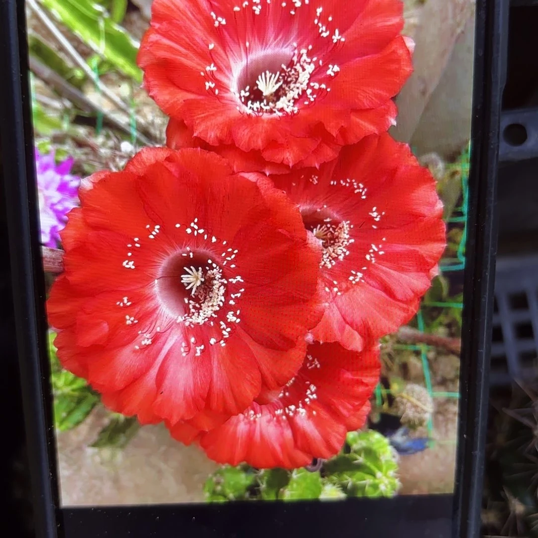 哈哪雷彩彩侧牙20包邮60