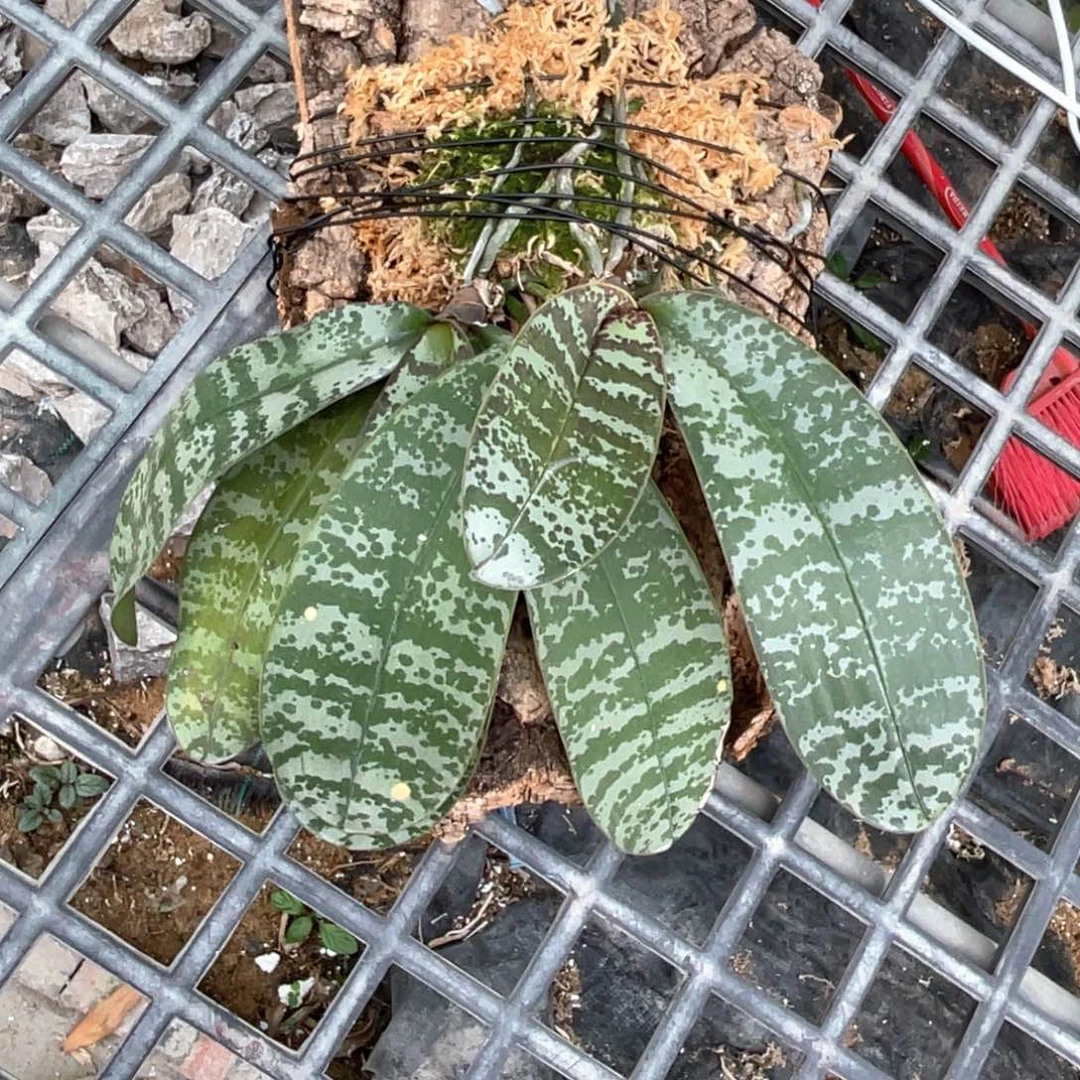当前无花栽培后可以开花33333333333