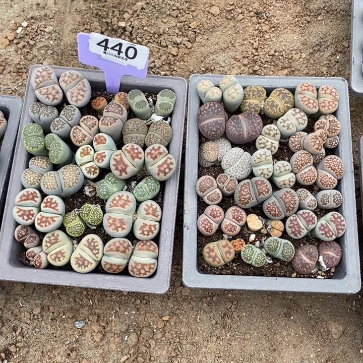 昵****生石花等植物的生长440