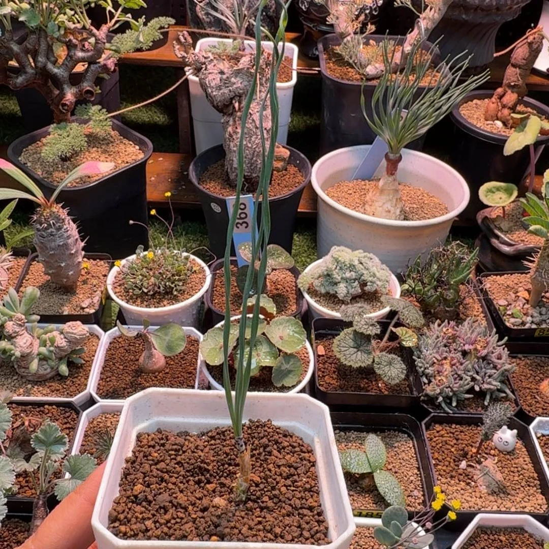 GB豹纹弹簧草925 仙人掌